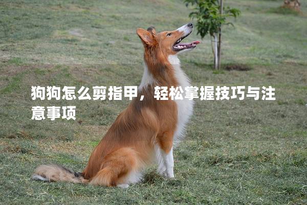 狗狗怎么剪指甲，轻松掌握技巧与注意事项