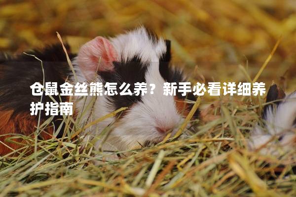 仓鼠金丝熊怎么养？新手必看详细养护指南