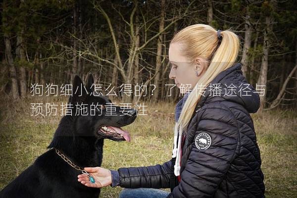 狗狗细小怎么得的？了解传播途径与预防措施的重要性