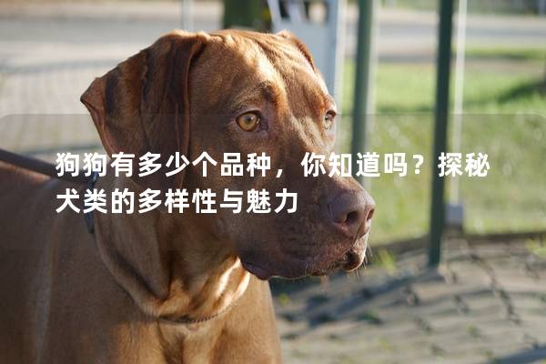 狗狗有多少个品种,你知道吗?探秘犬类的多样性与魅力 狗狗有多少个品种,你知道吗?探秘犬类的多样性与魅力