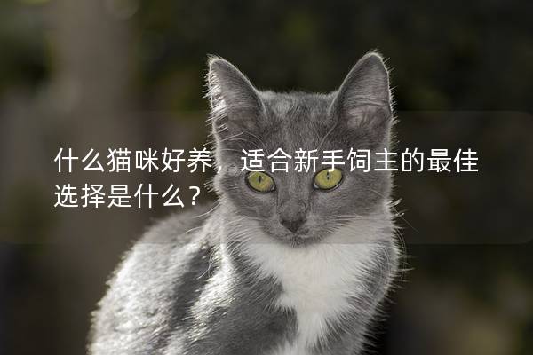 什么猫咪好养,适合新手饲主的最佳选择是什么? 什么猫咪好养,适合新手饲主的最佳选择是什么?