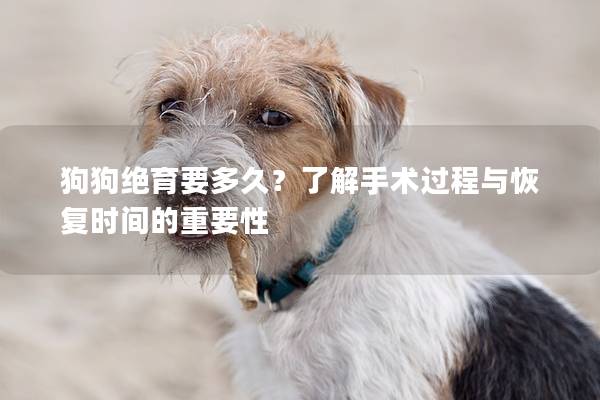 狗狗绝育要多久？了解手术过程与恢复时间的重要性