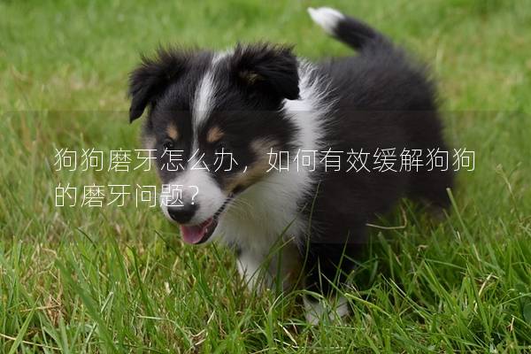 狗狗磨牙怎么办，如何有效缓解狗狗的磨牙问题？