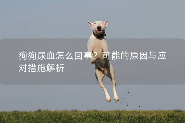 狗狗尿血怎么回事？可能的原因与应对措施解析