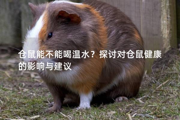 仓鼠能不能喝温水？探讨对仓鼠健康的影响与建议