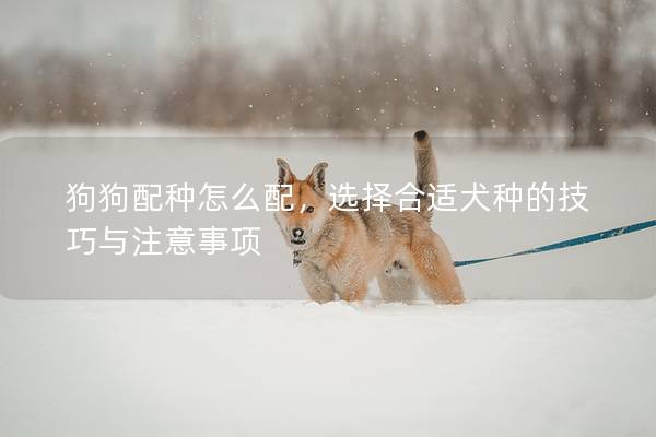 狗狗配种怎么配,选择合适犬种的技巧与注意事项 狗狗配种怎么配,选择合适犬种的技巧与注意事项