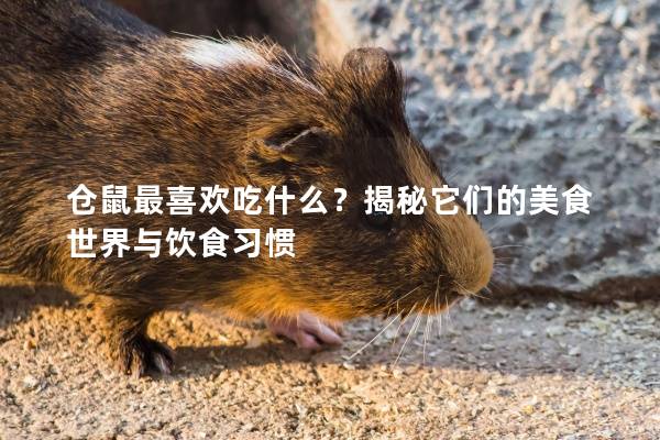 仓鼠最喜欢吃什么？揭秘它们的美食世界与饮食习惯