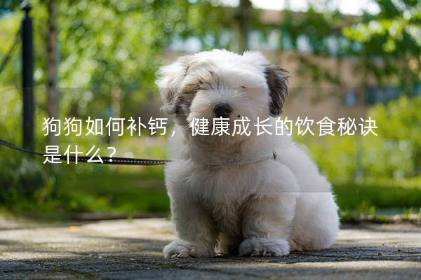 狗狗如何补钙，健康成长的饮食秘诀是什么？