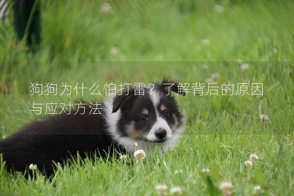 狗狗为什么怕打雷？了解背后的原因与应对方法
