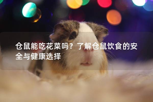 仓鼠能吃花菜吗?了解仓鼠饮食的安全与健康选择 仓鼠能吃花菜吗?了解仓鼠饮食的安全与健康选择