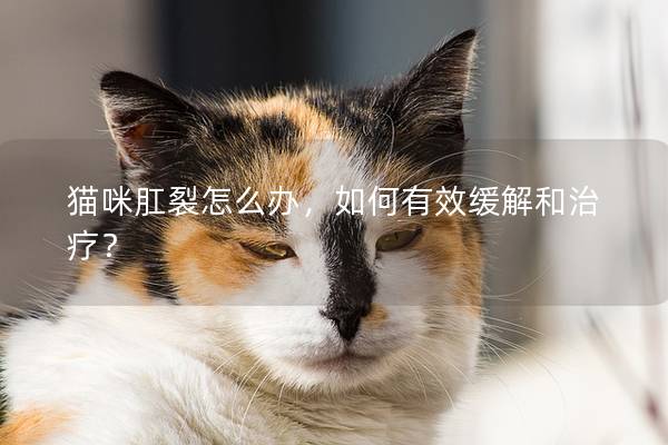 猫咪肛裂怎么办，如何有效缓解和治疗？
