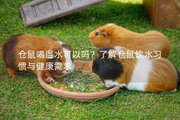 仓鼠喝温水可以吗?了解仓鼠饮水习惯与健康需求 仓鼠喝温水可以吗?了解仓鼠饮水习惯与健康需求