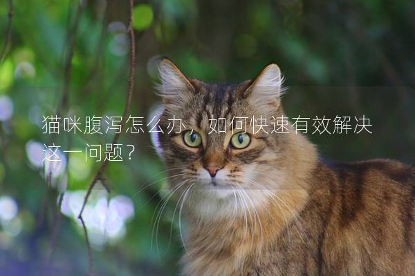 猫咪腹泻怎么办，如何快速有效解决这一问题？