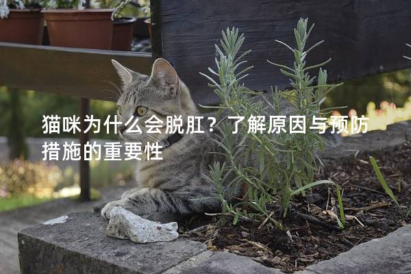 猫咪为什么会脱肛？了解原因与预防措施的重要性