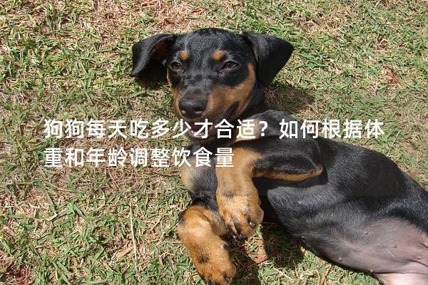 狗狗每天吃多少才合适？如何根据体重和年龄调整饮食量