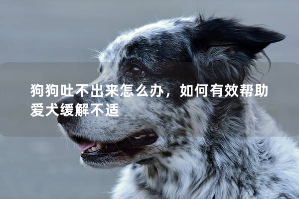 狗狗吐不出来怎么办，如何有效帮助爱犬缓解不适