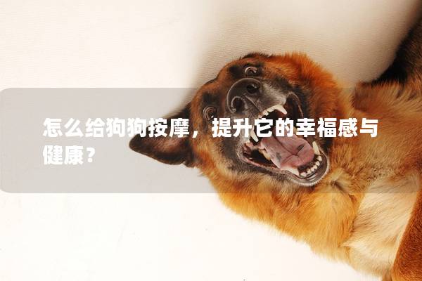 怎么给狗狗按摩，提升它的幸福感与健康？