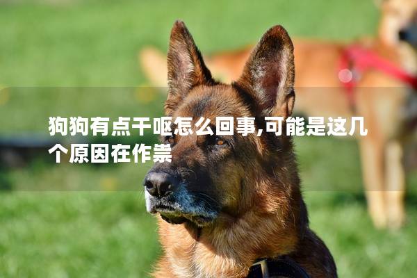狗狗有点干呕怎么回事,可能是这几个原因在作祟