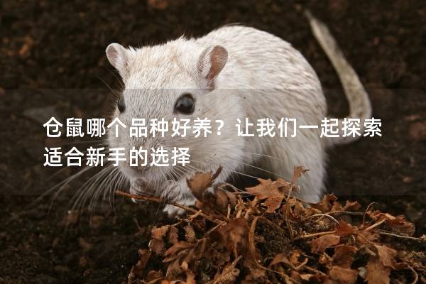 仓鼠哪个品种好养？让我们一起探索适合新手的选择