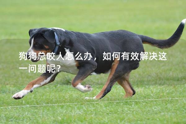 狗狗总咬人怎么办，如何有效解决这一问题呢？