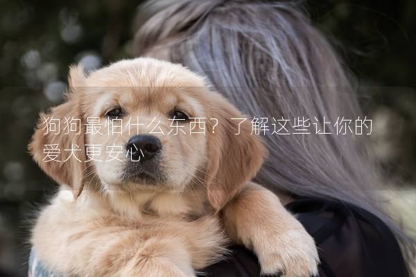 狗狗最怕什么东西？了解这些让你的爱犬更安心