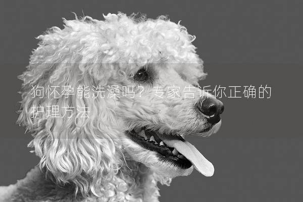 狗怀孕能洗澡吗？专家告诉你正确的护理方法