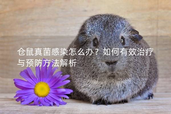 仓鼠真菌感染怎么办？如何有效治疗与预防方法解析