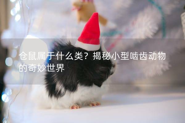 仓鼠属于什么类？揭秘小型啮齿动物的奇妙世界