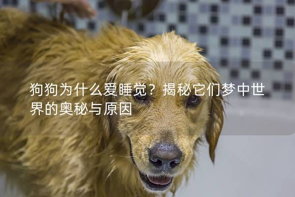 狗狗为什么爱睡觉？揭秘它们梦中世界的奥秘与原因