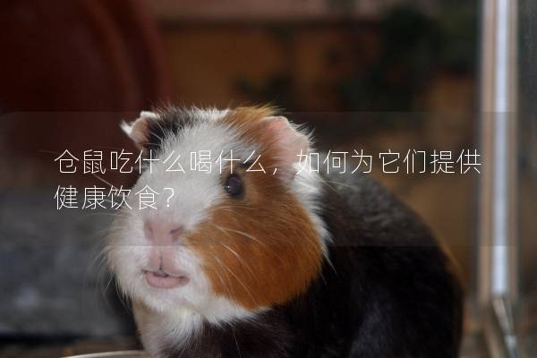 仓鼠吃什么喝什么，如何为它们提供健康饮食？