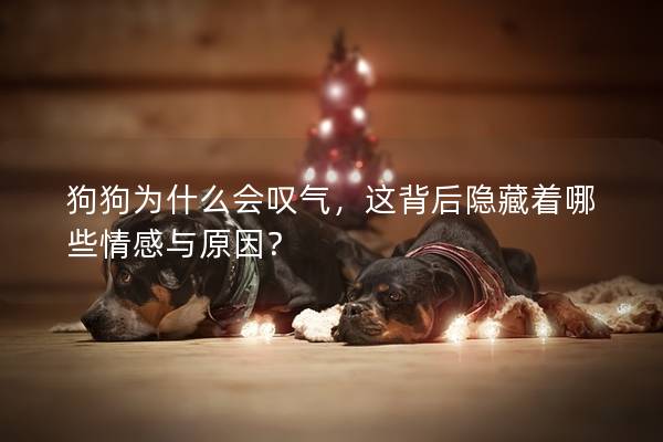 狗狗为什么会叹气，这背后隐藏着哪些情感与原因？