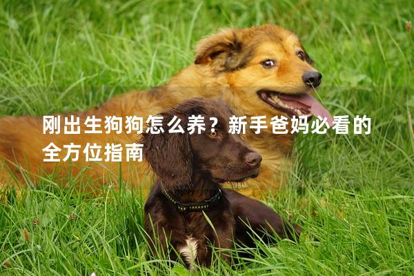 刚出生狗狗怎么养？新手爸妈必看的全方位指南