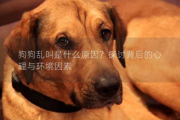 狗狗乱叫是什么原因？探讨背后的心理与环境因素
