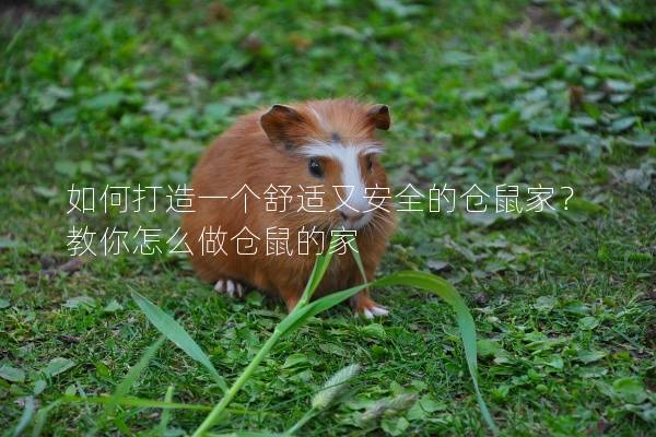 如何打造一个舒适又安全的仓鼠家?教你怎么做仓鼠的家 如何打造一个舒适又安全的仓鼠家?教你怎么做仓鼠的家