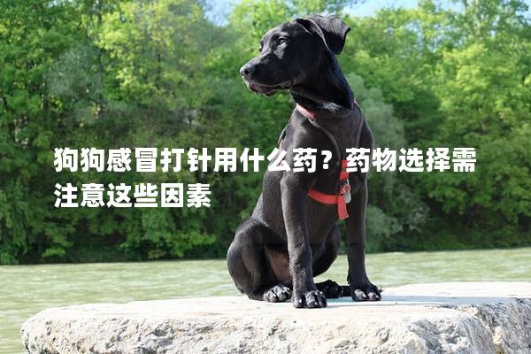 狗狗感冒打针用什么药？药物选择需注意这些因素