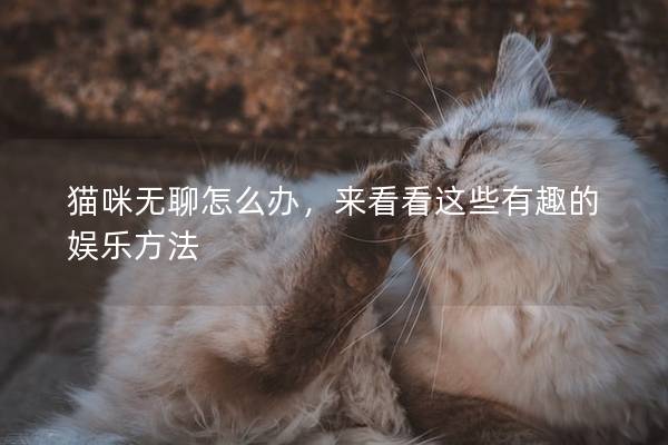 猫咪无聊怎么办，来看看这些有趣的娱乐方法