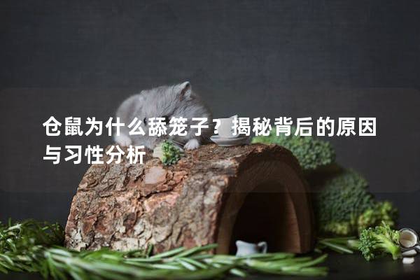 仓鼠为什么舔笼子？揭秘背后的原因与习性分析