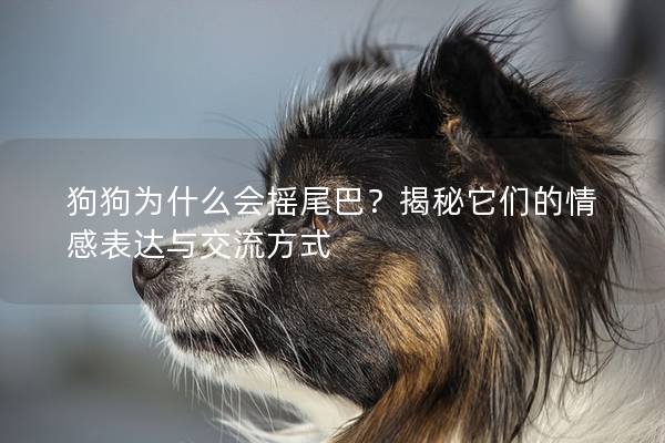 狗狗为什么会摇尾巴？揭秘它们的情感表达与交流方式