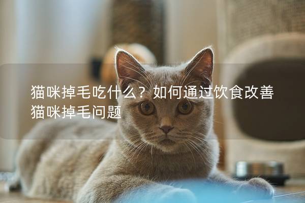 猫咪掉毛吃什么？如何通过饮食改善猫咪掉毛问题