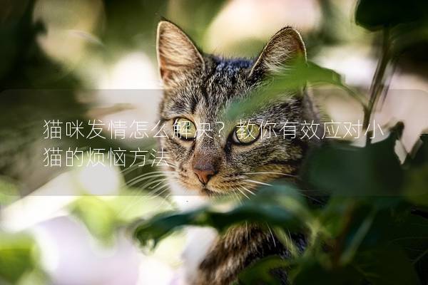 猫咪发情怎么解决?教你有效应对小猫的烦恼方法 猫咪发情怎么解决?教你有效应对小猫的烦恼方法