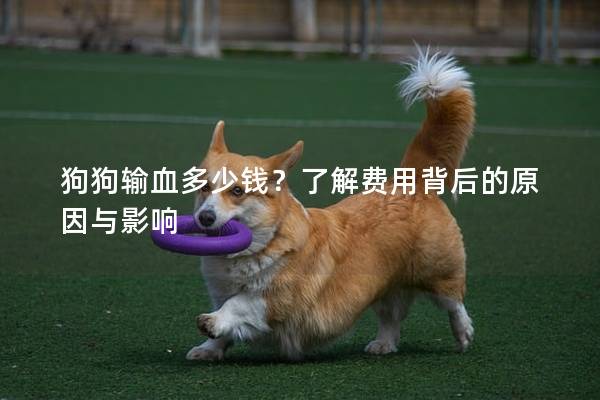 狗狗输血多少钱？了解费用背后的原因与影响