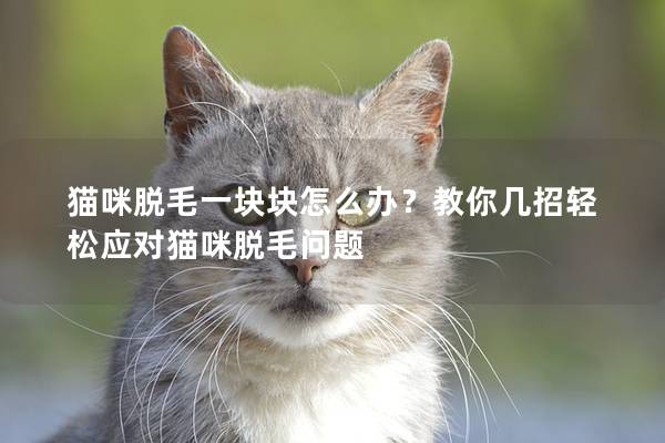 猫咪脱毛一块块怎么办？教你几招轻松应对猫咪脱毛问题
