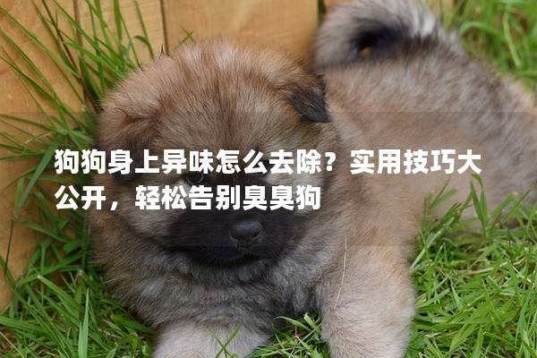 狗狗身上异味怎么去除？实用技巧大公开，轻松告别臭臭狗