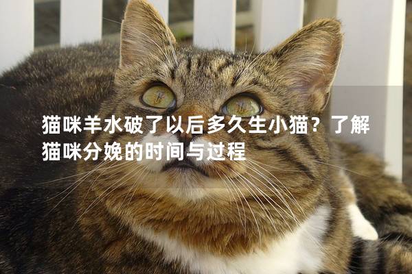 猫咪羊水破了以后多久生小猫？了解猫咪分娩的时间与过程