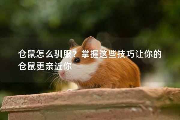 仓鼠怎么驯服？掌握这些技巧让你的仓鼠更亲近你