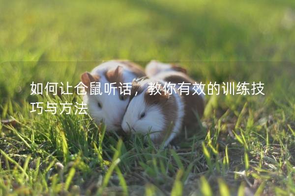 如何让仓鼠听话,教你有效的训练技巧与方法 如何让仓鼠听话,教你有效的训练技巧与方法