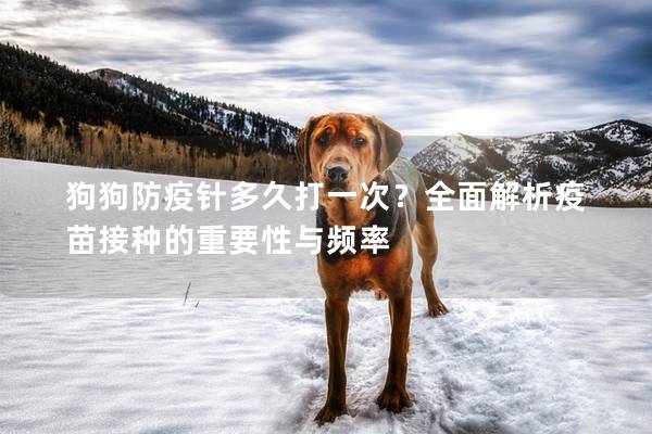 狗狗防疫针多久打一次？全面解析疫苗接种的重要性与频率