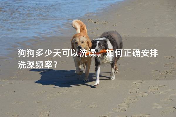 狗狗多少天可以洗澡,如何正确安排洗澡频率? 狗狗多少天可以洗澡,如何正确安排洗澡频率?