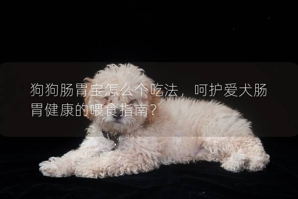 狗狗肠胃宝怎么个吃法，呵护爱犬肠胃健康的喂食指南？