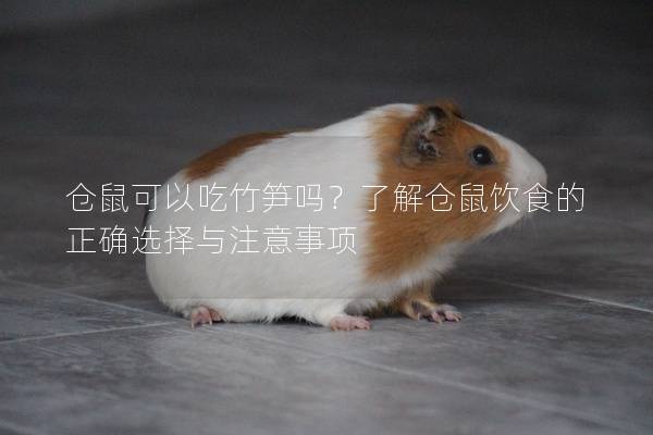 仓鼠可以吃竹笋吗？了解仓鼠饮食的正确选择与注意事项